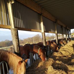 Bild: Stall in  Großenaspe