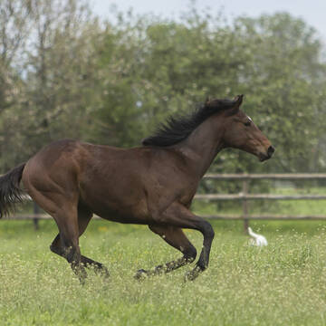 Bild: Stall in  Hochheim