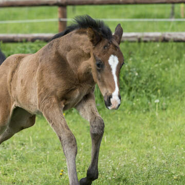 Bild: Stall in  Hochheim
