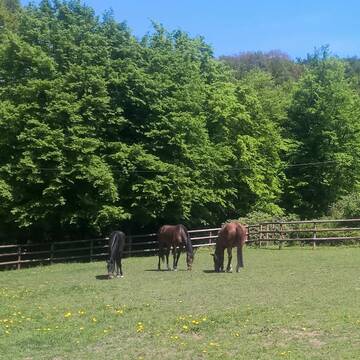Bild: Stall in  Gemünden