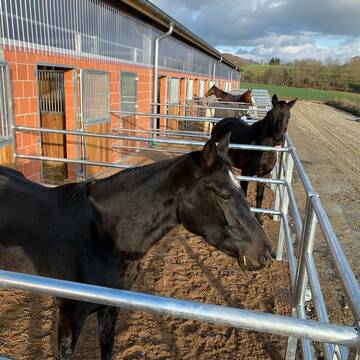 Bild: Stall in  Diemarden