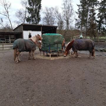 Bild: Stall in  Hatten