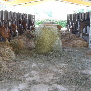 Futterstände Wallache (links) und Stuten (rechts)