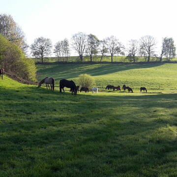Weiden in herrlicher Landschaft