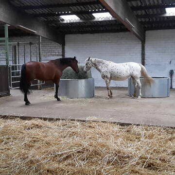 Unsere neue gemischte Raufuttergruppe