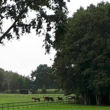 Bild: Weide in  Nostorf