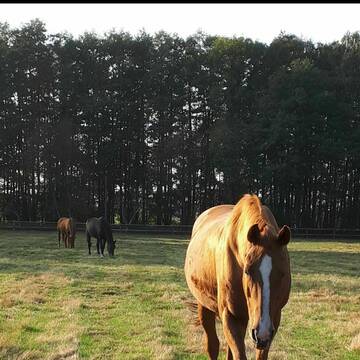 Bild: Weide in  Nostorf