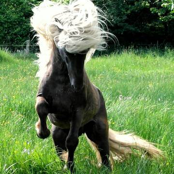 prachtvolle Islandpferde zum Verlieben