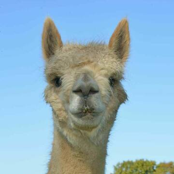 Alpaka Besuche auch für Senioren