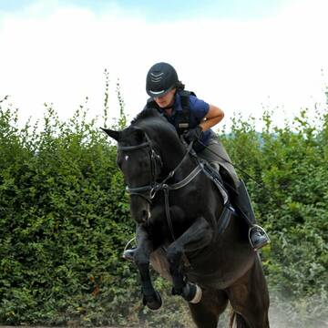 Bild: Reitbeteiligung in  Scheßlitz