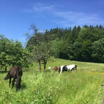Bild: Stall in  Rickenbach