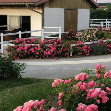 Bild: Stall in  Burg-Gräfenrode