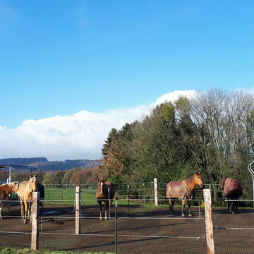 Bild: Weide in  Hennef (Sieg)