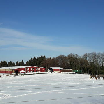 Bild: Weide in  Hennef (Sieg)