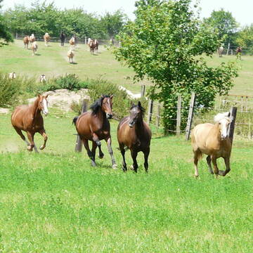 Bild: Stall in  Sulzfeld