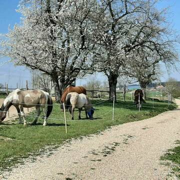 Bild: Stall in  Schwandorf