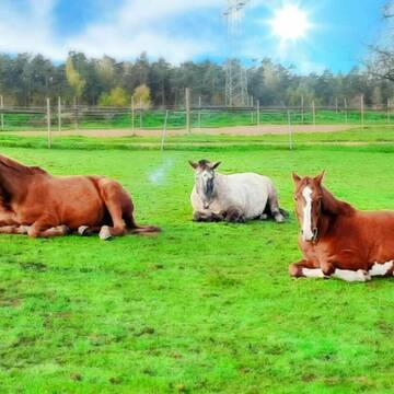 Bild: Stall in  Schwandorf
