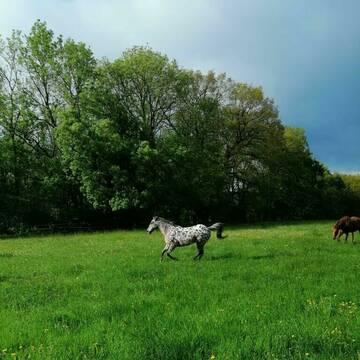Bild: Stall in  Aurach
