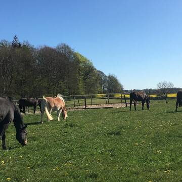 Bild: Stall in  Schierensee