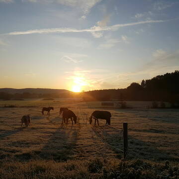 Bild: Stall in  Loch
