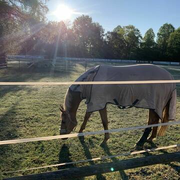 Bild: Stall in  Erlenstegen