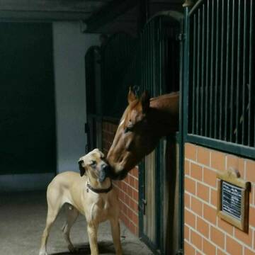 Bild: Stall in  Pennigsehl