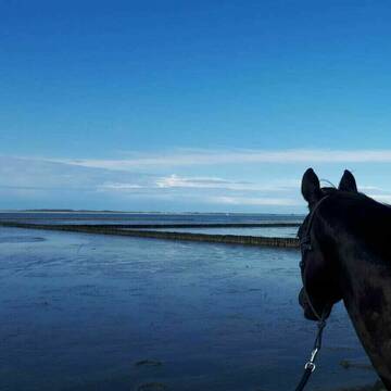 Bild: Stall in  Dornum