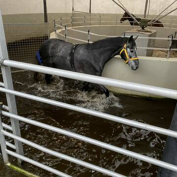 Bild: Stall in  Willenscharen