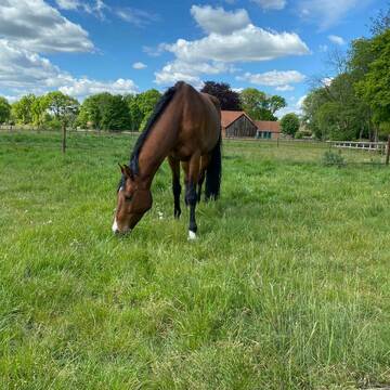 Bild: Stall in  Hatten