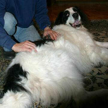 Ortho-Bionomy®, weiche, manuelle Therapie-Methode