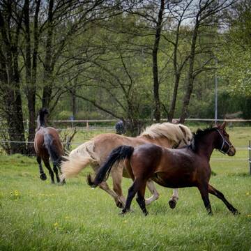 Bild: Stall in  Kisdorf