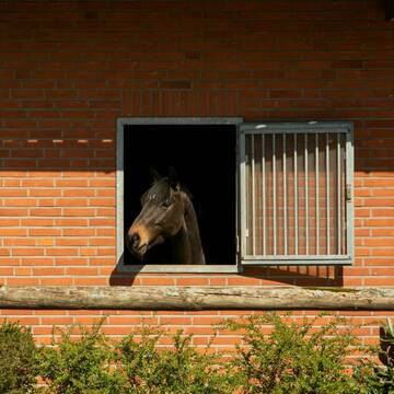 Bild: Stall in  Kisdorf