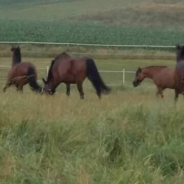 Bild: Stall in  Vilsbiburg