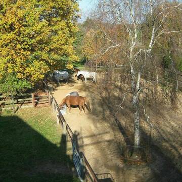 Bild: Stall in  Vechelde