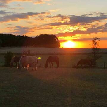 Bild: Stall in  Loch