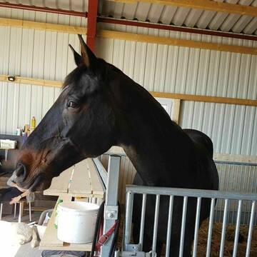 Bild: Stall in  Frörup