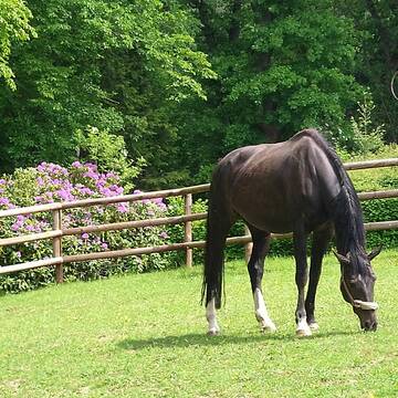 Bild: Stall in  Gemünden