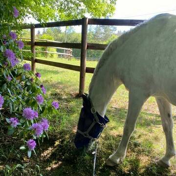 Bild: Stall in  Gemünden