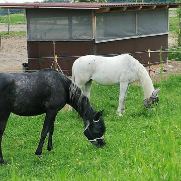 Bild: Stall in  Kehl