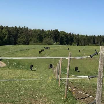 Bild: Stall in  Engen
