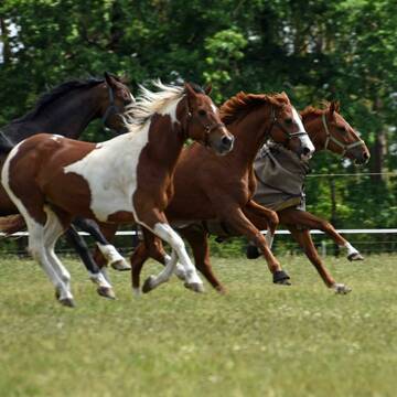 Die Pferde sind bei uns viel draußen