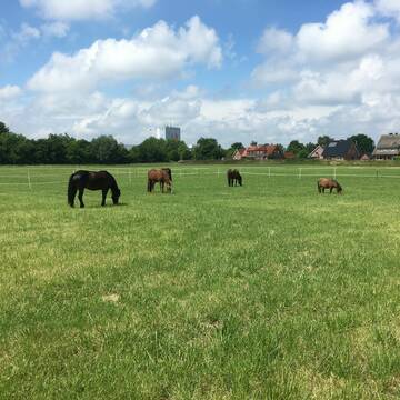 Bild: Stall in  Rosendahl