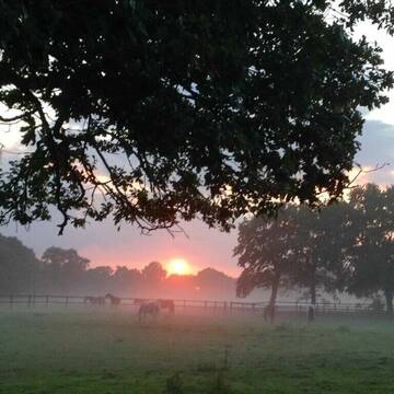 Bild: Stall in  Holm