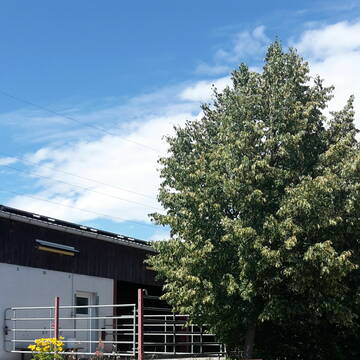 Bild: Stall in  Heistenbach