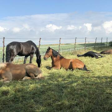 Bild: Stall in  Titz