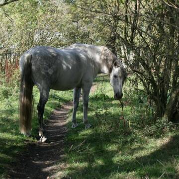 Bild: Stall in  Nassenheide