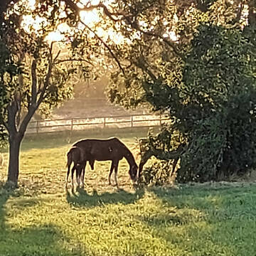 Bild: Stall in  Hochheim