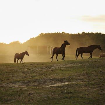 Bild: Stall in  Groß Schönebeck