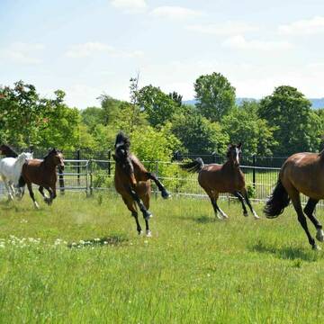 Bild: Stall in  Kitzingen