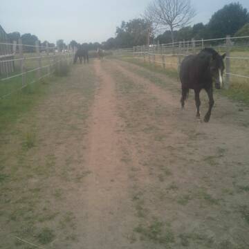 Bild: Stall in  Kempen